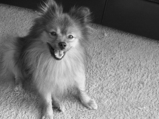 File:Roscoe.jpg