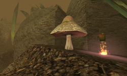 Dry Landing - Killer Mushroom