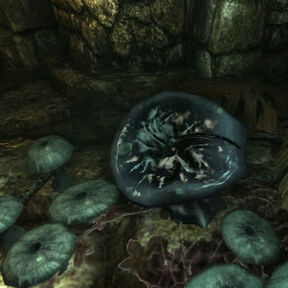 Amnesia Poison mushroom