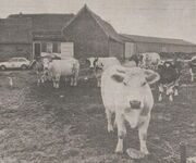 Bogaarden farm