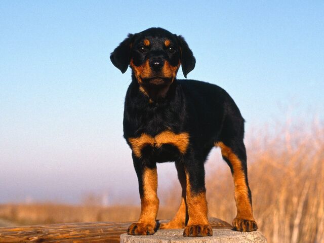 File:Rottweiler-Puppy-puppies-9460976-1600-1200.jpg