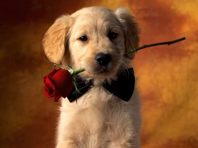 File:Puppy-Love-puppies-9460996-1600-1200.jpg