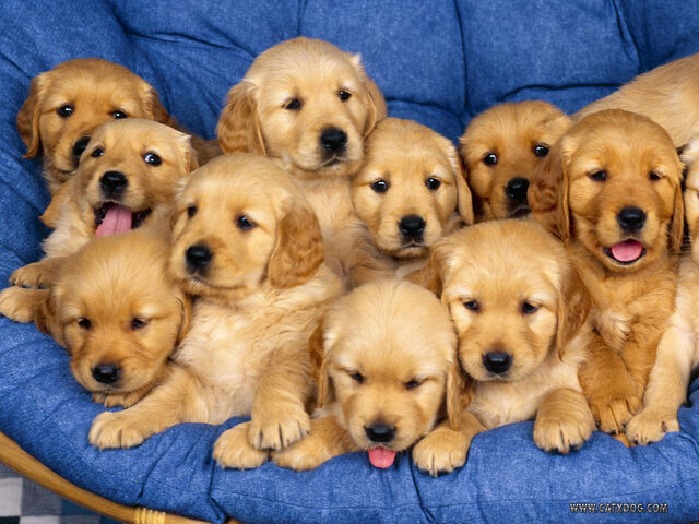 File:Golden-retreiver-puppies.jpeg