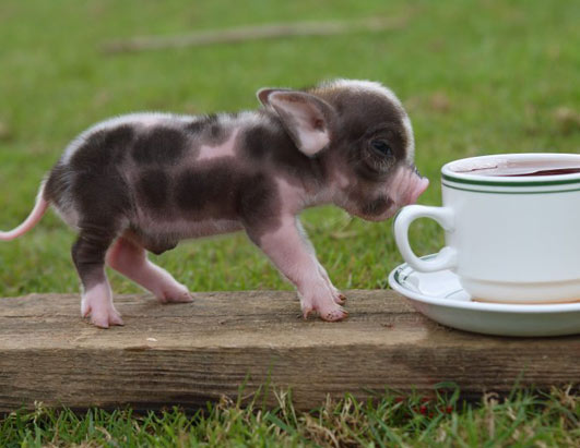 File:Mini-pig-1.jpg