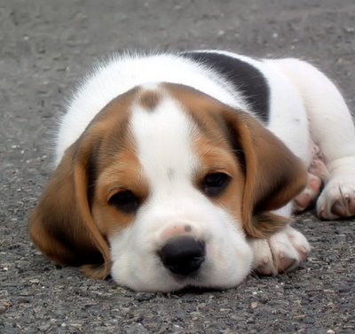 File:Beagle.jpg