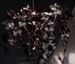 BlossomedDraconiaVines