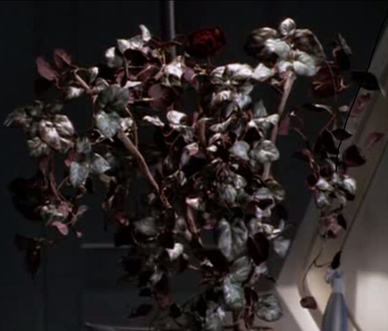 File:BlossomedDraconiaVines.jpg