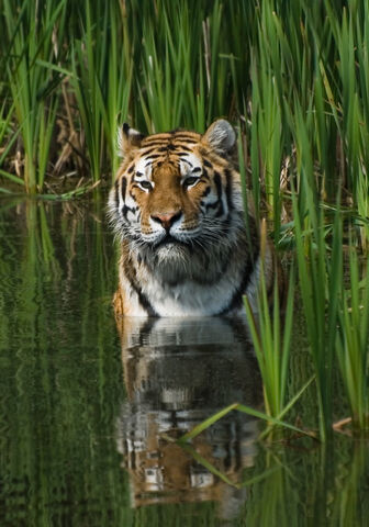 File:Tigerwater.jpg