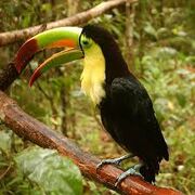 Keelbill