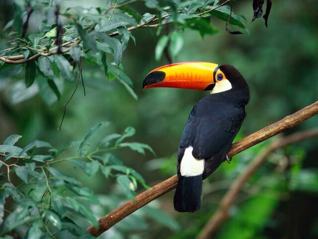 Файл:Animals Birds Toco Toucan 005475 .jpg