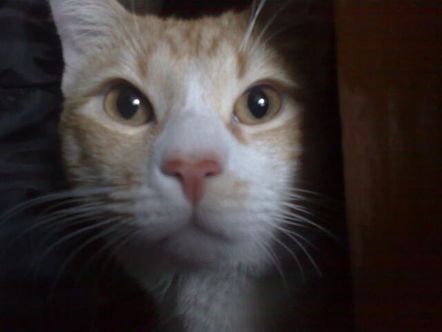 Archivo:Cat Profile.jpg