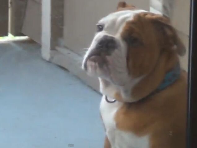 File:English Bulldog.jpg