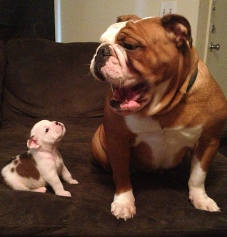 File:BabyClydewithBella.png