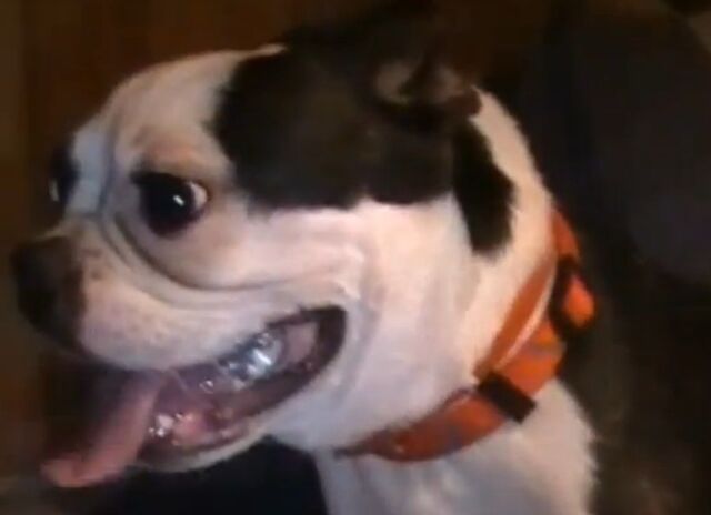 File:Boston Terrier.jpg