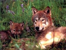 Red wolfpup