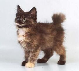 Japanese bobtail