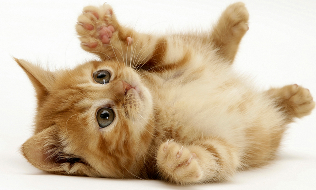 File:SOO Cute.png