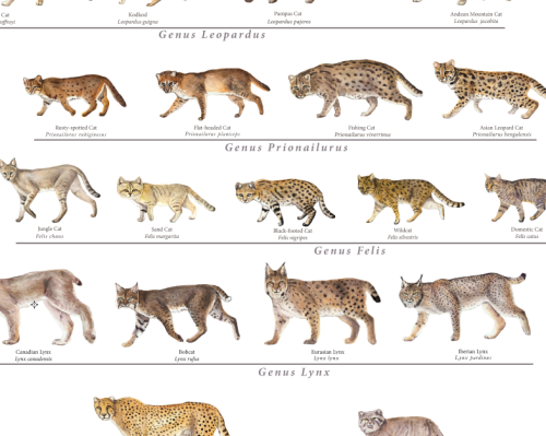 all type of big cats