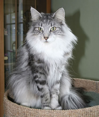 Black Silver Torbie Siberian Cat Black Silver Torbie Siberian Cat