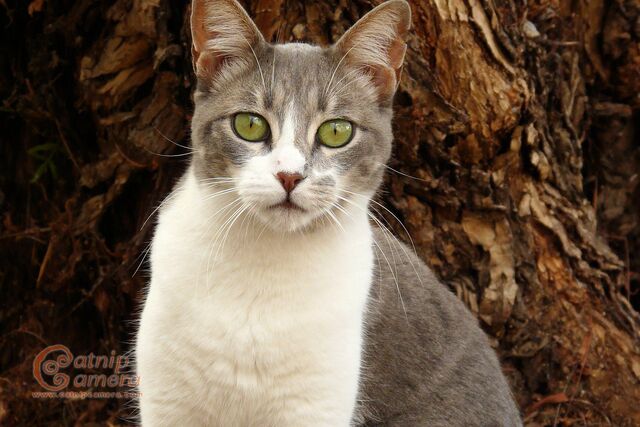 File:MistPaw.jpg