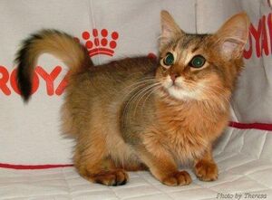 Somali-kitten-facts