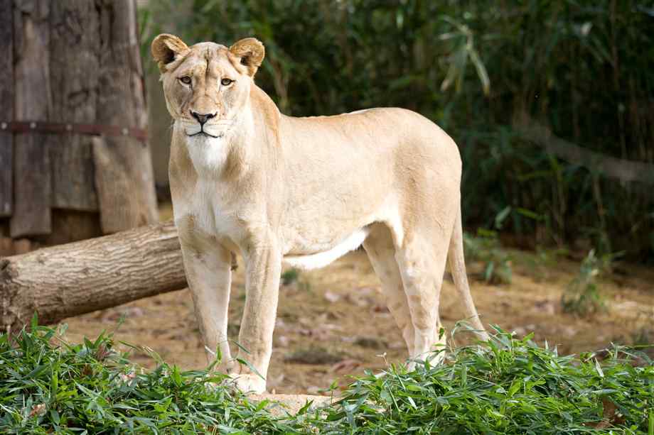 what are girl lions called a nazarene what are girl lions called a nazarene