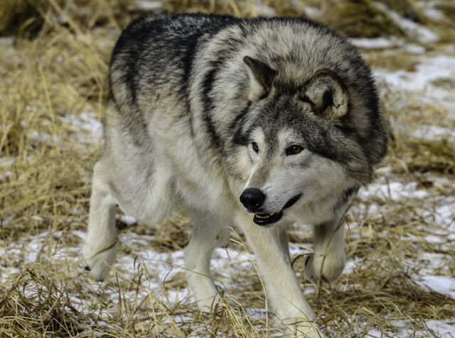 File:Grey wolf xii by white voodoo-d4s6tjy.jpg
