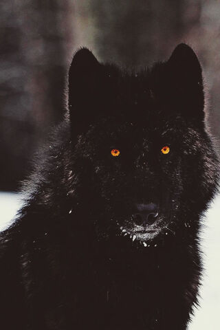 File:228672-The-Dark-Wolf.jpg