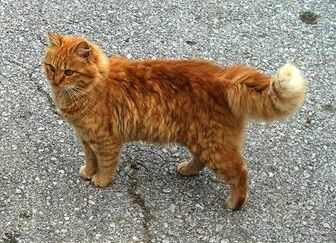 Lionstar