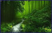 Beautiful-Forest-HD-Image
