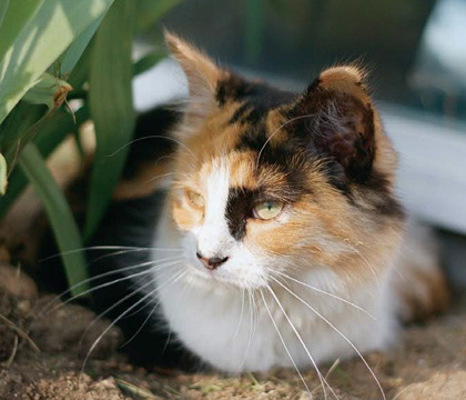 Calico Cat Animal Jam Calico Cat Animal Jam