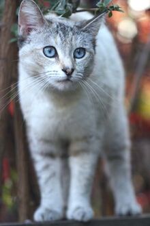 White Cat Vertical