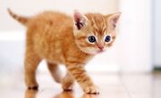 Gingerkit for Snowstar