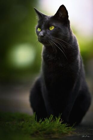 Black catty