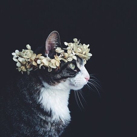 File:Kitty-0.jpg
