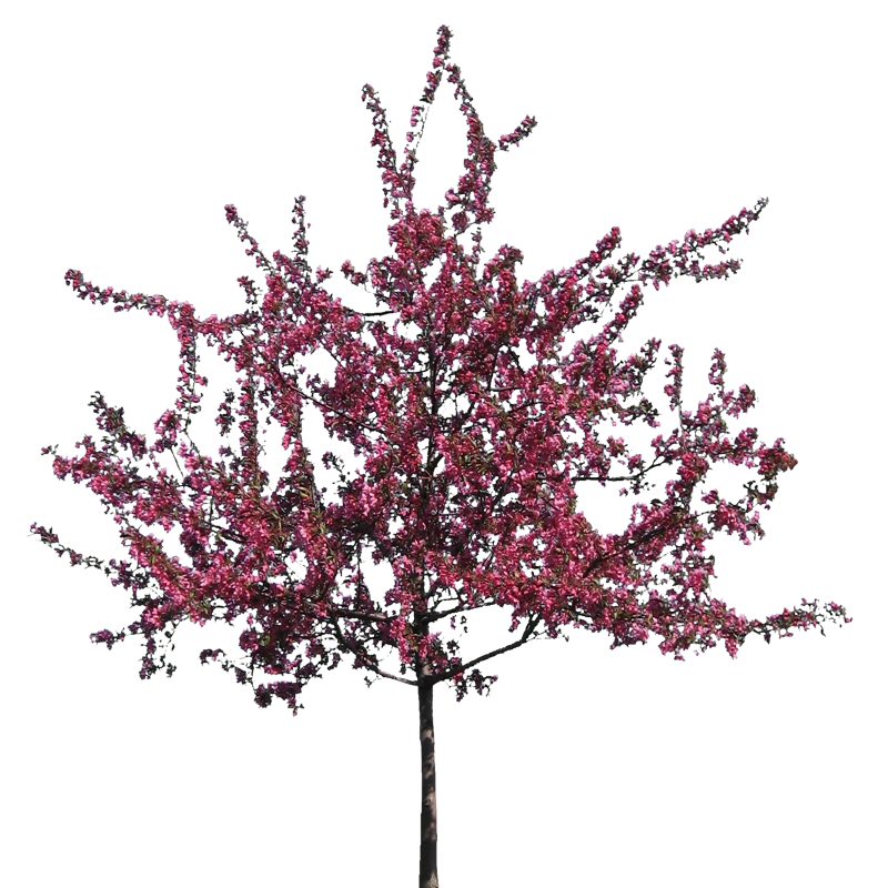 Image Crabappletreetransparentimage.png Animal Jam Clans Wiki FANDOM powered by Wikia