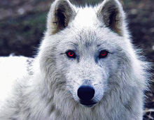 DireWOOF lol