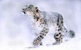 Most-Beautiful-Snow-Leopard-Wallpapers