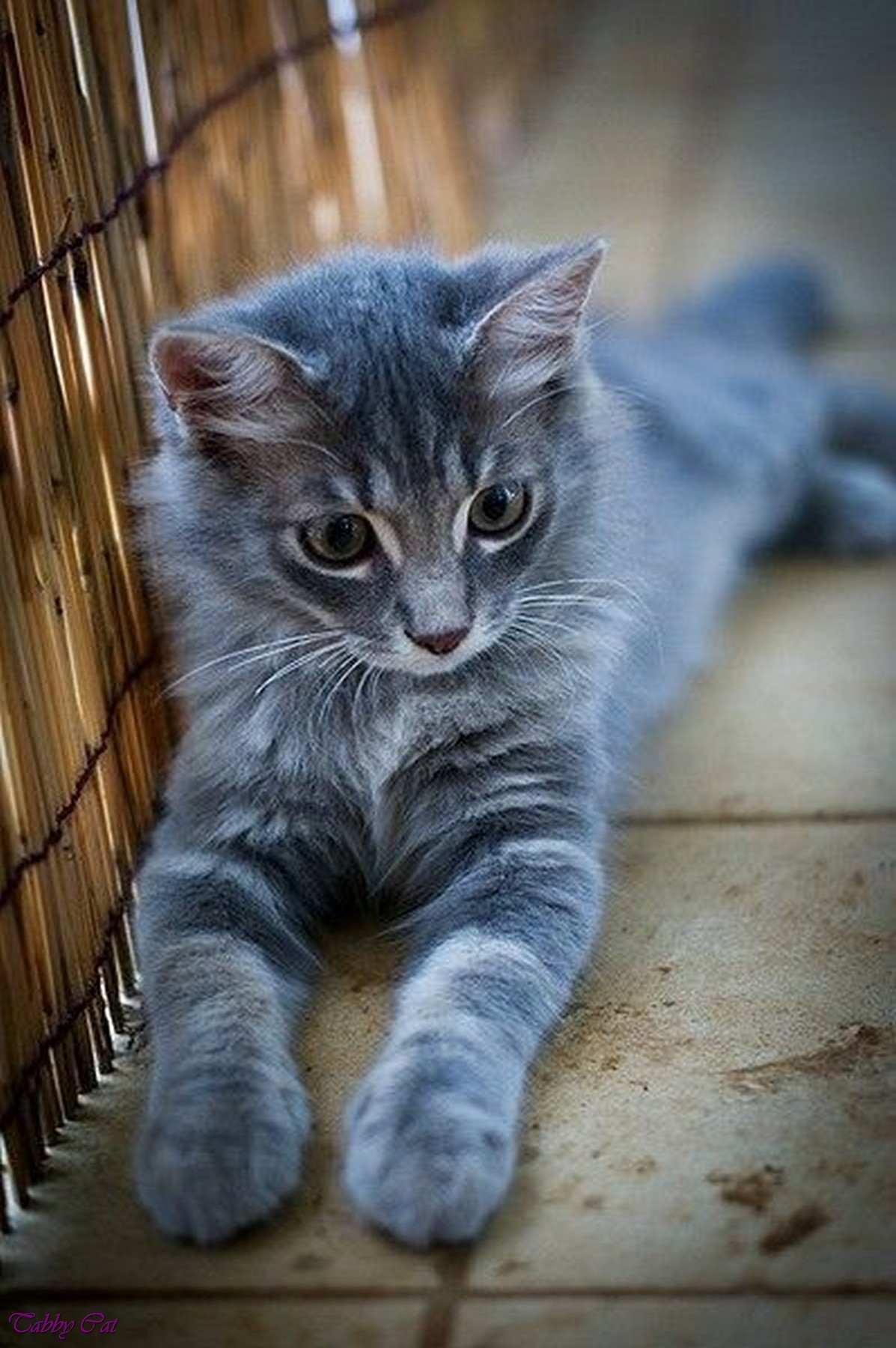 Image Grey  tabby  cat  with blue eyes fluffy orange  tabby  
