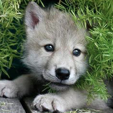 Loki Pup 2