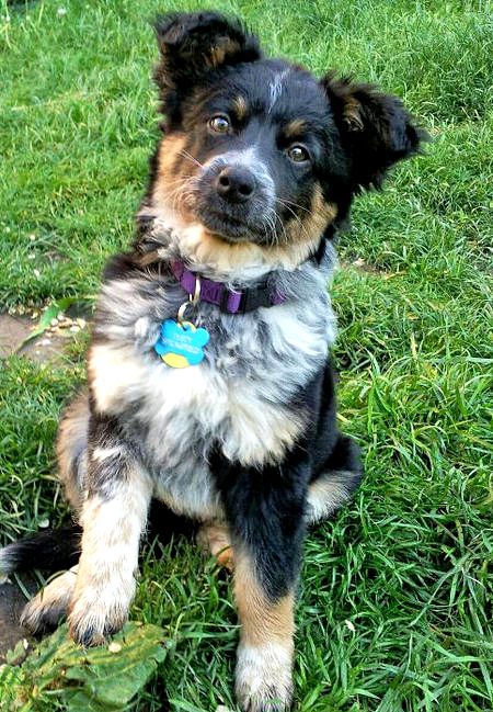 Image - Australian-cattle-dog-australian-shepherd-mix-dusty-the