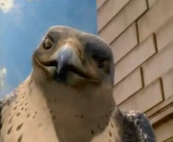 Falcon | Animal Villains Wiki | FANDOM powered by Wikia