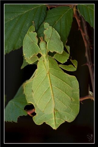 File:220px-Phyllium bilobatum, male larva.jpg