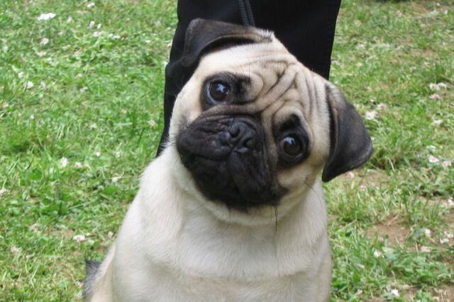 File:Pug0607-2-.jpg