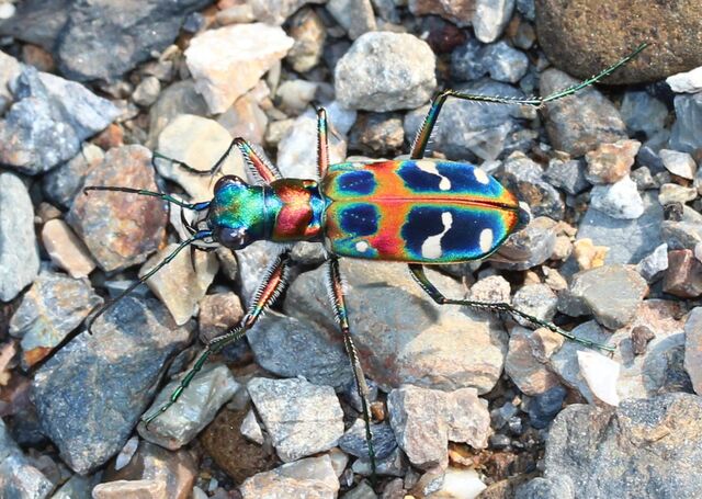 File:Tiger beetle.jpg