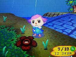 Rafflesia ACWW.jpg