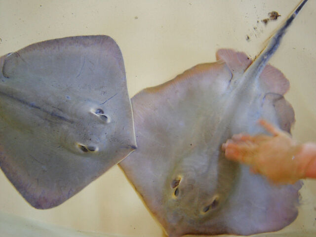 File:Stingray.jpg