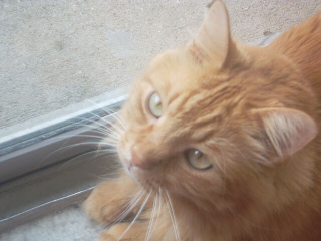 File:Cat 204.jpg