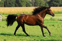 Cheval.jpg