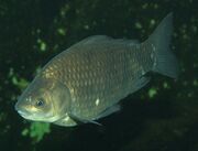 Carp2